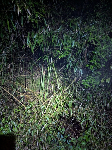 Chinese Flying Frog