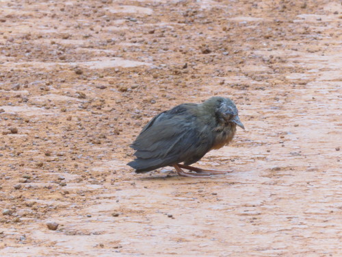 Russet-crowned Crake (Rufirallus viridis), photo 6