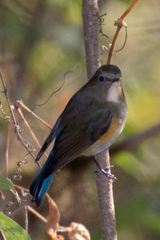 Tarsiger rufilatus