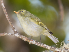 Phylloscopus reguloides
