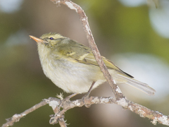 Phylloscopus reguloides