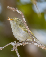 Phylloscopus reguloides