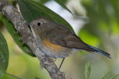 Tarsiger rufilatus