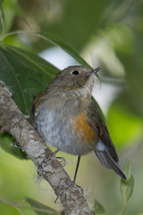 Tarsiger rufilatus