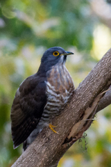 Hierococcyx sparverioides