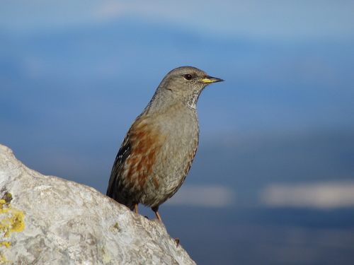 Acentor alpino (Prunella collaris)