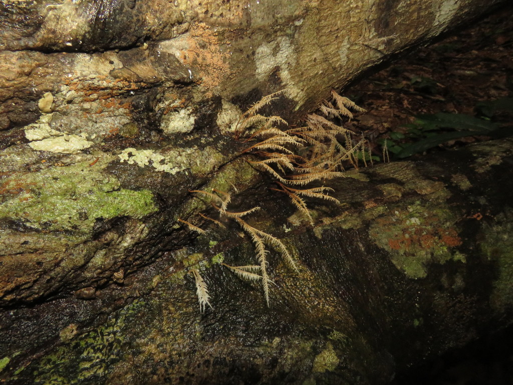 Pterulicium sprucei · March 2019 · photo: © vincentvosriberalta (iNaturalist, cc-by)