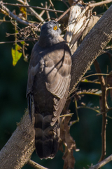 Hierococcyx sparverioides