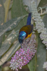 Aethopyga nipalensis