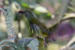 Aethopyga nipalensis