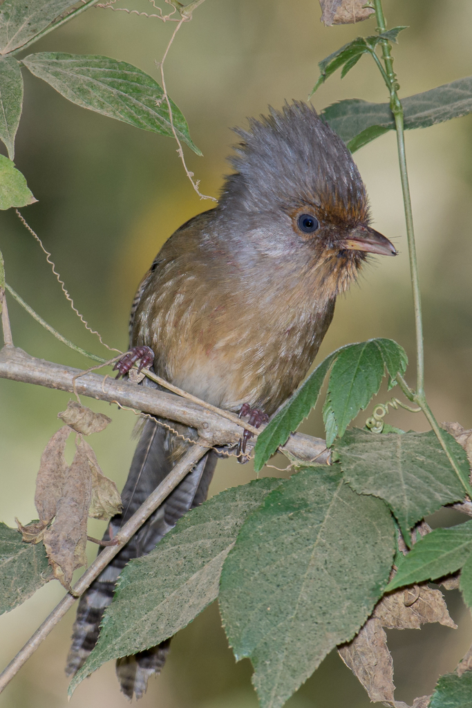 Rusty-Fronted Barwing