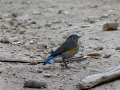 Tarsiger rufilatus