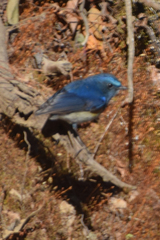 Tarsiger rufilatus