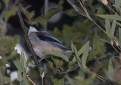 Grey Sibia photo 3