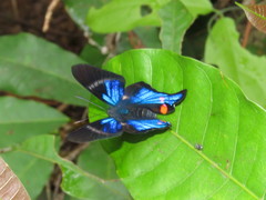 Rhetus periander eleusinus