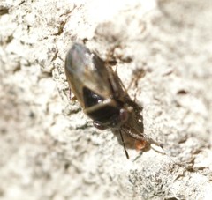 Geocoris megacephalus