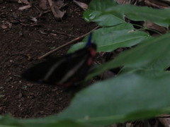 Rhetus periander eleusinus