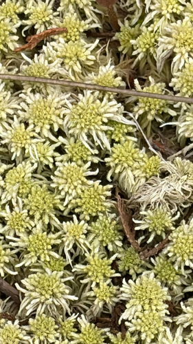 Recurved Peatmoss (Sphagnum recurvum)