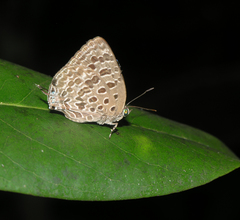 Arhopala alitaeus