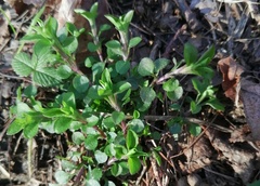 Moehringia trinervia