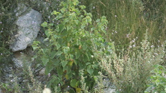 Abutilon pannosum