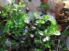 Moehringia trinervia