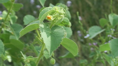 Abutilon pannosum