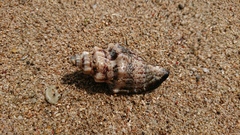 Canarium urceus
