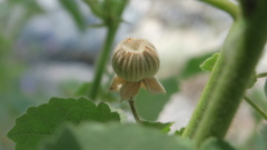 Abutilon pannosum