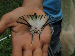 Protesilaus telesilaus