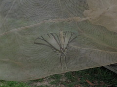 Protesilaus telesilaus