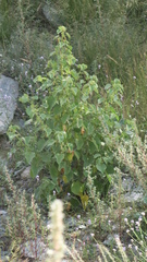 Abutilon pannosum