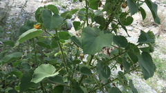 Abutilon pannosum