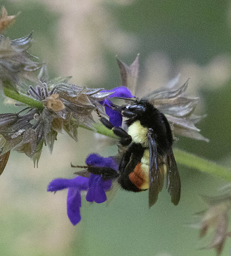 Mesoamerican Bumble Bee