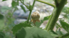 Abutilon pannosum