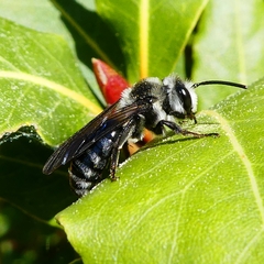 Andrena agilissima