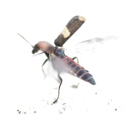 Anthocomus fasciatus