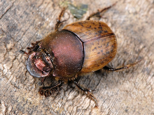 metallic horned dung beetle, photo 3 of 10