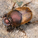 Onthophagus coenobita - Photo (c) Paolo Mazzei, μερικά δικαιώματα διατηρούνται (CC BY-NC), uploaded by Paolo Mazzei