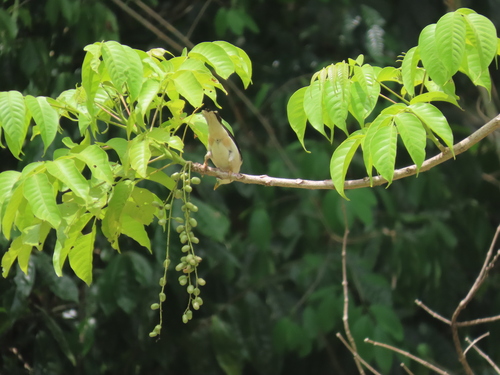 White-headed Starling (Sturnia erythropygia), photo 2