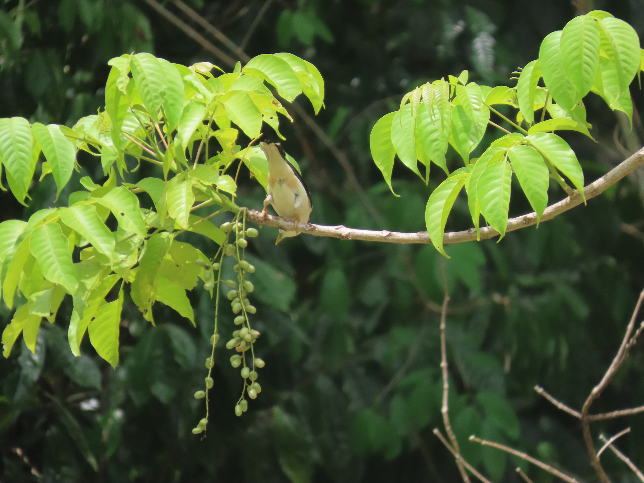 White-headed Starling (Sturnia erythropygia), photo 2
