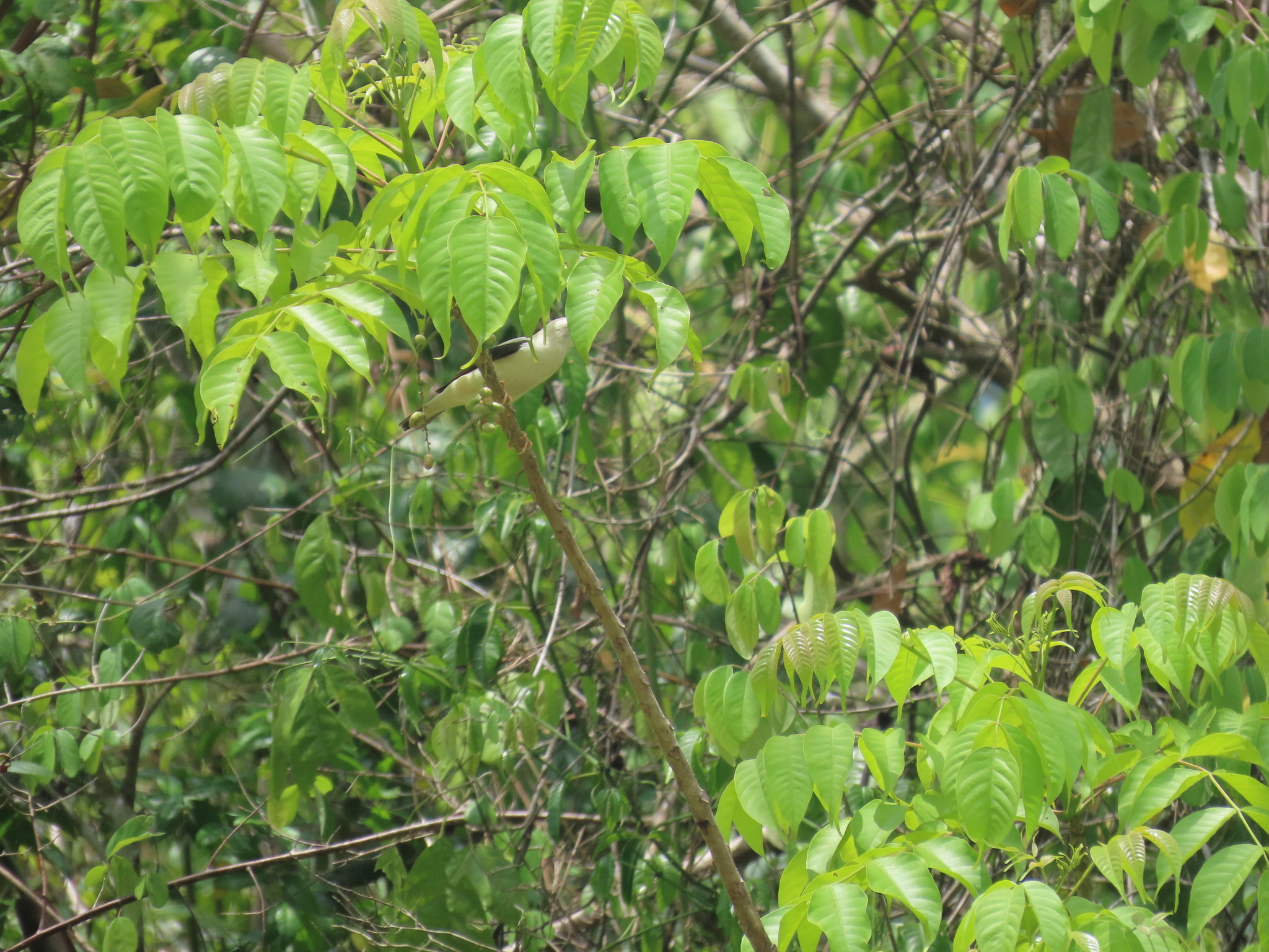 White-headed Starling (Sturnia erythropygia), photo 8