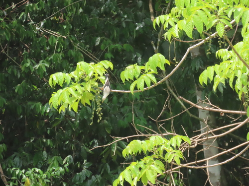 Indian Ash (Lannea coromandelica)
