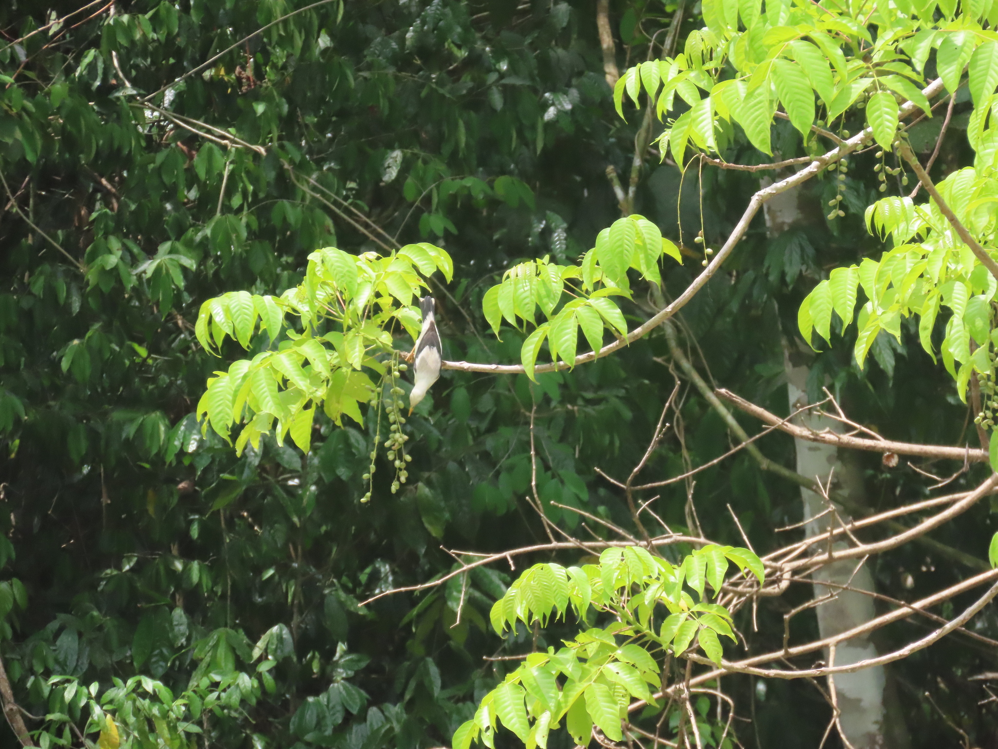 White-headed Starling (Sturnia erythropygia), photo 1