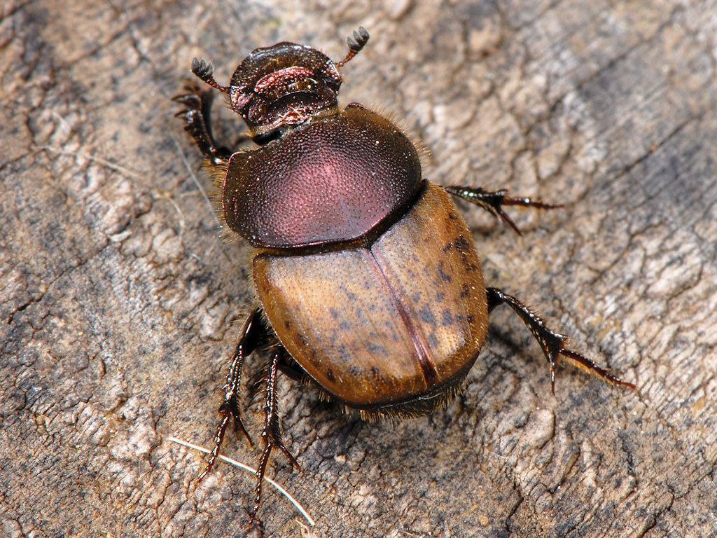 Palaeonthophagus