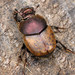 Palaeonthophagus - Photo (c) Paolo Mazzei, some rights reserved (CC BY-NC), uploaded by Paolo Mazzei