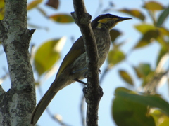 Gavicalis fasciogularis