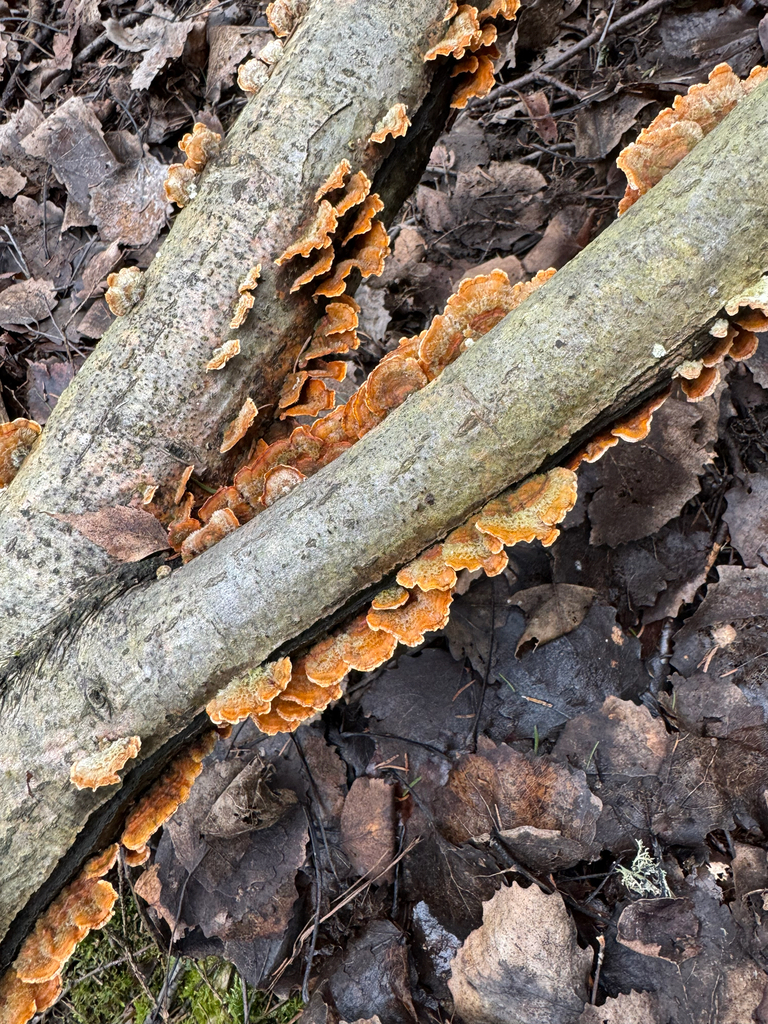 Stereum hirsutum · April 2026 · photo: © sudenkorentoko (iNaturalist, cc0)