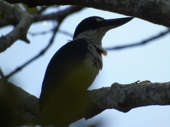 Todiramphus sordidus