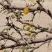 Acacia ehrenbergiana